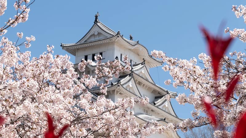 White Japanese castle surrounded by cherry blossoms under a blue sky